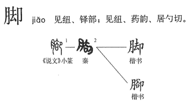 脚笔顺组词,足笔画笔顺图8