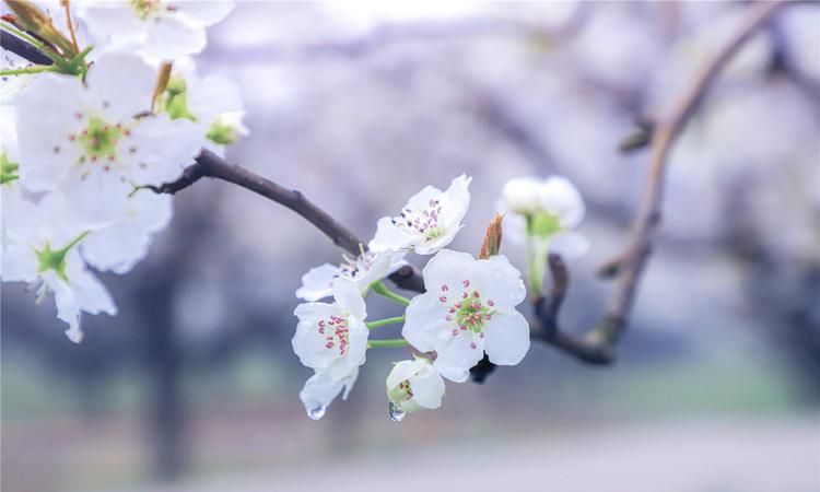 梨花带雨的近义词反义词,梨花带雨花枝乱颤的意思图3