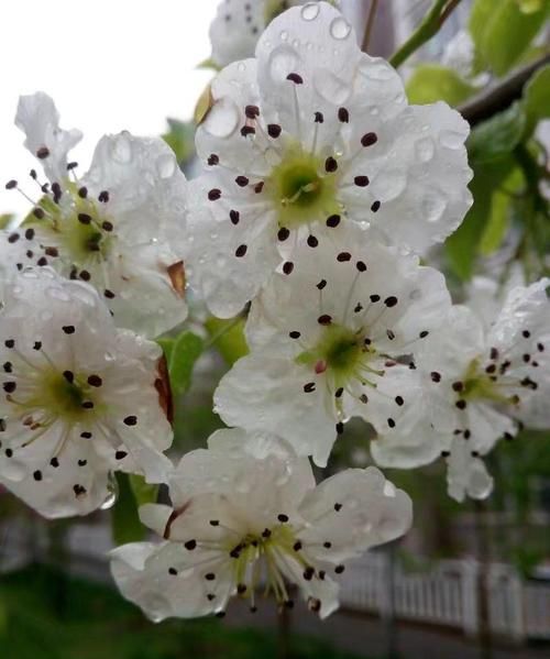 梨花带雨的近义词反义词,梨花带雨花枝乱颤的意思图4