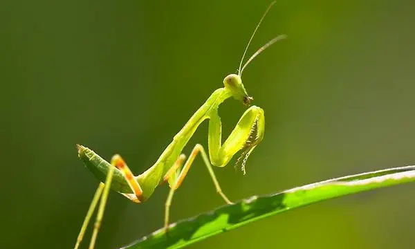 物的笔顺怎么写,物字笔画顺序图8