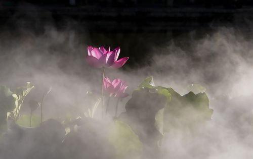 成语 雾里看花,雾里看花是什么意思图3