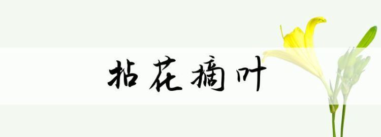 叶子成语谐音有哪些,叶和李组成的名字图4